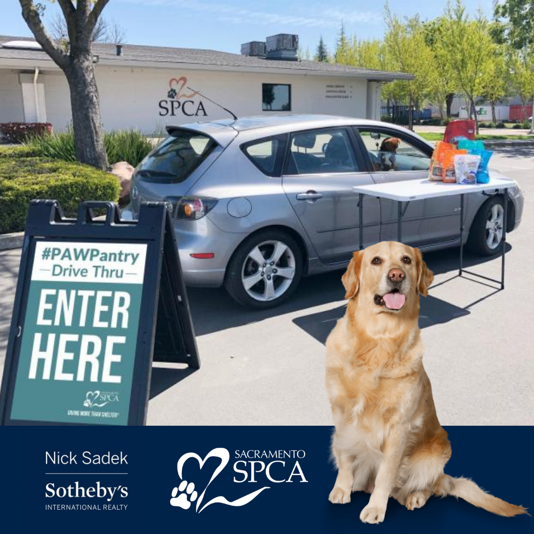Spca florin shop perkins dogs